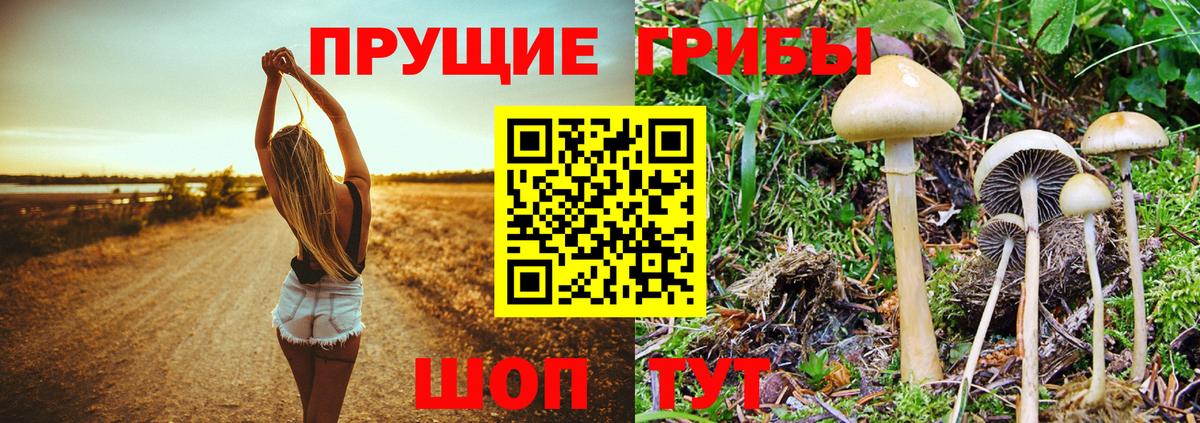 Туймазы  Псилоцибиновые грибы мицелий  Вход с VPN 